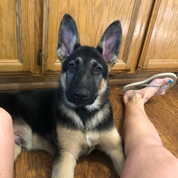 Meet your Posher, Connie - Picture 1 of 1